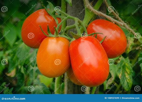 Natural Tomato From A Bush Stock Image Image Of Greenhouse 108937699