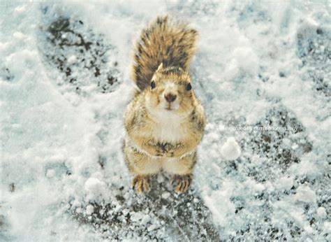 Squirrel in the snow 😻 Moon Images, Acorn, Make Me Smile, Photo Image ...