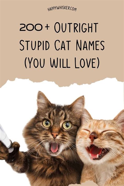 200+ Outright Stupid Cat Names (You Will Love)