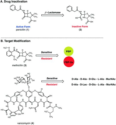 Besuch Flug Grüner Salat mrsa resistance mechanism Zehn Mappe Gefühl