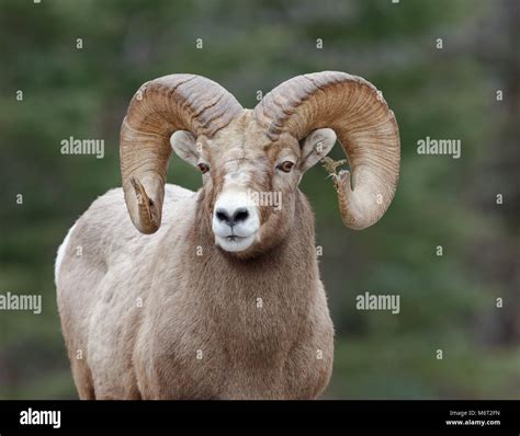 Mad Mountain Ram Animal