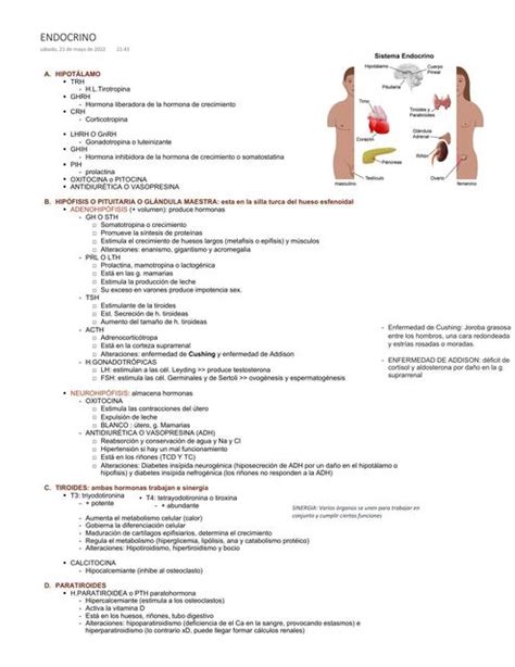 Sistema Endocrino Mardie Barrantes Udocz