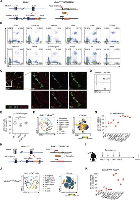 Fate Mapping Via Ms A Expression History Traces Monocyte Derived Cells