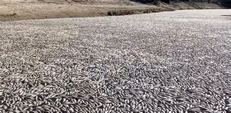 Las Impresionantes Im Genes De Un Mill N De Peces Muertos En Un R O De