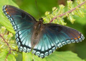 Life Cycle and Habitat of the Red Spotted Purple Butterfly