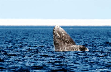 Top 10 Fun Bowhead Whale Facts | Arctic Kingdom