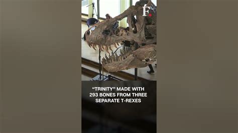 T Rex Skeleton Sells For Usd 6 Million To A Private Collector In Swiss