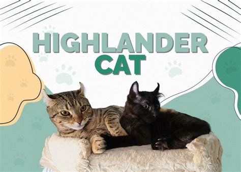 Highlander Cat: Pictures, Temperament & Traits | Hepper