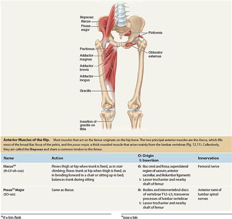 Flank Human Anatomy