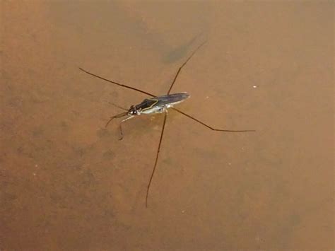 Striped Pond Skaters From Chillagoe Qld Australia On April