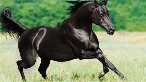 Arabian Black Horses - YouTube