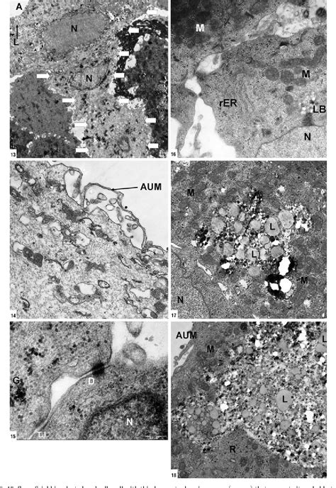 Figure 1318 From Options For Histological Study Of The Structure And