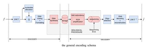 R&D: Biologically Constrained Encoding Solution for Long-Term Storage ...