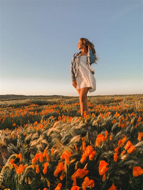 Los Angeles Antelope Valley California Poppy Reserve State Natural