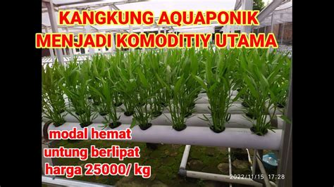 KANGKUNG AQUAPONIK MENJADI KOMODITI YG DI UTAMAKAN YouTube