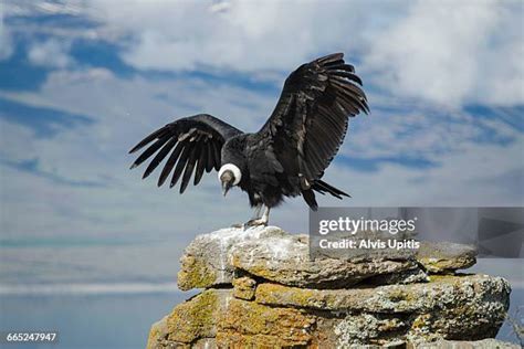 Patagonia Condor Photos And Premium High Res Pictures Getty Images