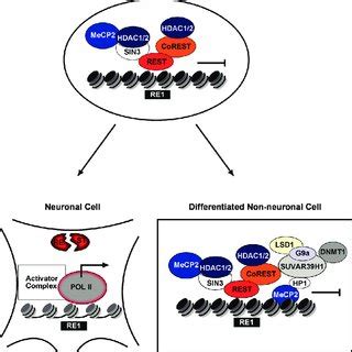 Functional Domains Of Hdac Hdac Proteins Schematic View Of The Human