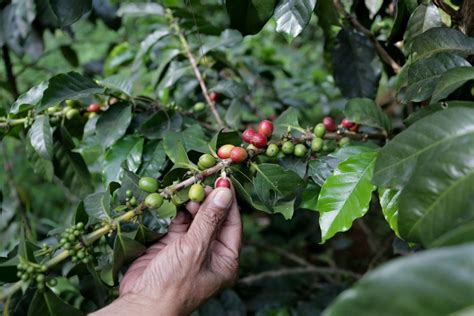 Dari Gunung Malabar Kopi Indonesia Mendunia Industri Katadata Co Id