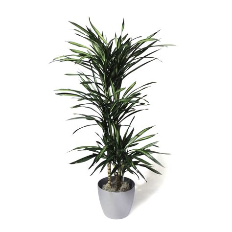 Plant Photo Galleriesdracaena Rikki — Everliving Greenery