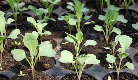 Cómo hacer semilleros caseros Jardinería TOT en U en Valencia