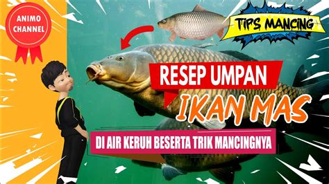 Resep Umpan Ikan Mas Air Keruh Beserta Trik Memancingnya Youtube