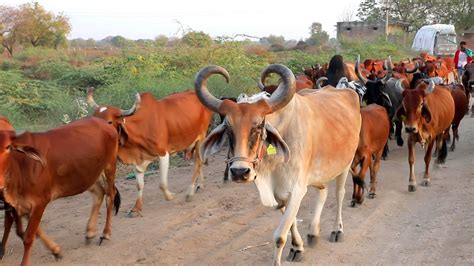 Indian Gir Cow Of Villages Village Life In Gujarat Hd Video 2021 Youtube