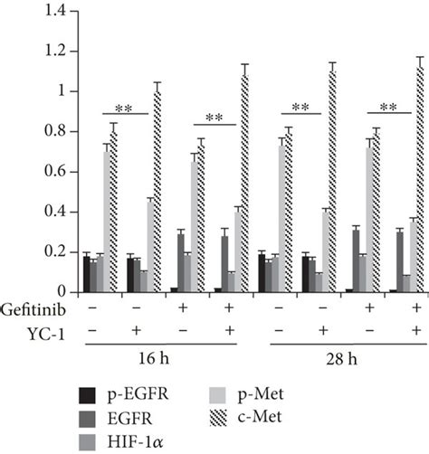 Expression Of P Egfr Egfr Hif P Met And C Met In Hcc Gr Cells