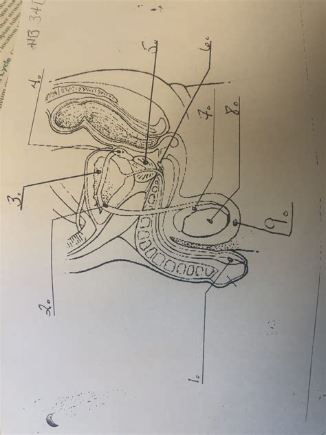 Male Reproductive System Diagram Diagram Quizlet