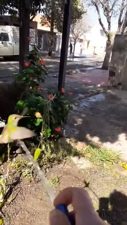 A hummingbird getting a bird bath : r/animalonplanets