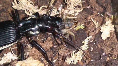 African Tiger Beetles Anthia Fabricii Youtube