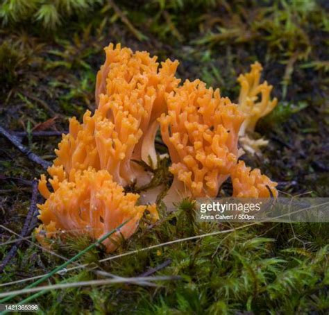 66 Yellow Coral Mushroom Stock Photos, High-Res Pictures, and Images ...