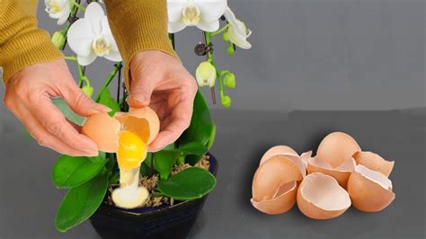 EggShell Best Fertilizer For Orchids To Bloom YouTube