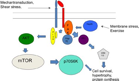 2 General Integrin Signaling Pathway And Heat Shock Proteins