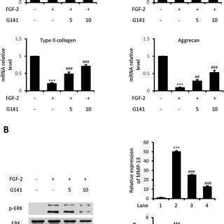 Effects Of G On Mrna Levels Of Mmp Adamts Type Ii Collagen