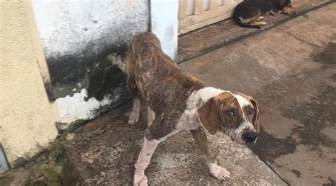 Uberaba pode ter cerca de 30 mil animais em situação de rua Jornal da