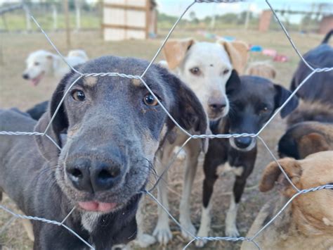 Artesp Realiza Feira De Ado O De Animais Resgatados Em Rodovias Em