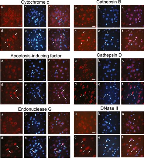 Two Mitochondrial Proteins Cytochrome C And Apoptosis‐inducing Factor