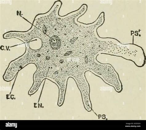 Structure of amoeba hi-res stock photography and images - Alamy