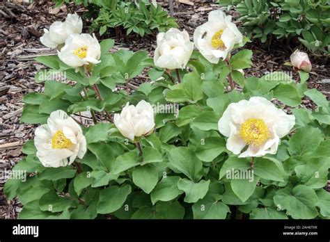 White Peony Mlokosewitschii Paeonia Daurica Mlokosewitschii Stock