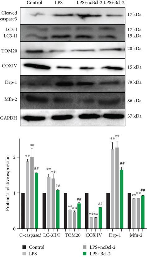 Bcl 2 Overexpression In Lps Treated A549 Cells And Mice A Western Download Scientific