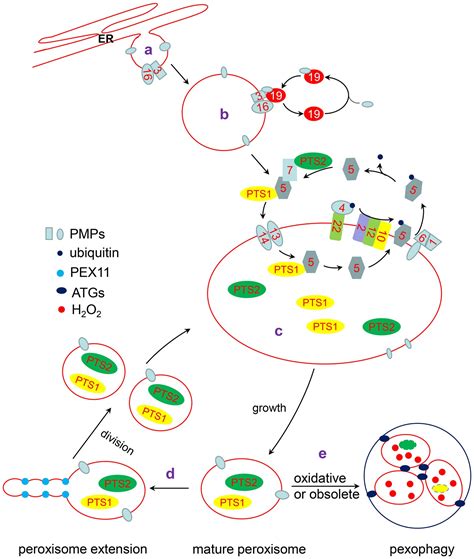 Peroxisome Vs Lysosome 6