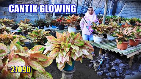 Jual Buanyak Tanaman Hias Glowing Menor Woow Mumer Youtube