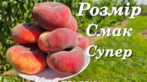 Новий інжирний персик який вартий уваги.Персик Плайне Стар. - YouTube