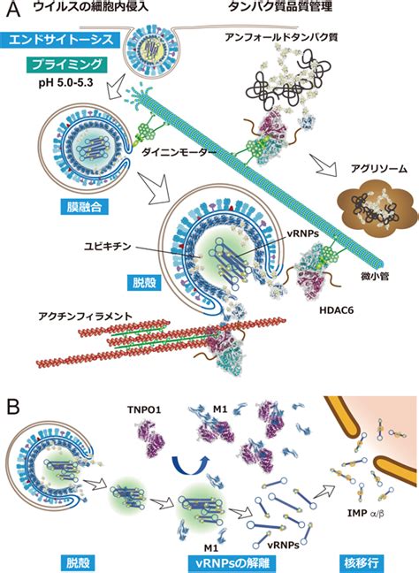 インフルエンザの構造