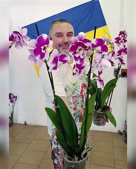 Орхидеи Фаленопсис Барселона, 2 цв, цена 400 гривен! Бронь в вайбер ...