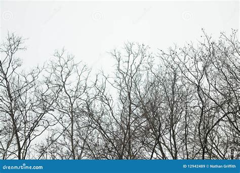 Silhouette Of Tree Tops In Row Royalty Free Stock Images Image 12942489