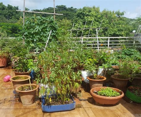 35 Best Terrace Gardening Ideas & Terrace Garden Easy Guide