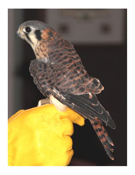 Penny – (American Kestrel) | Wildlife Recovery Association