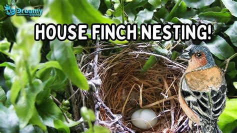 Exploring House Finch Nesting: FAQs and Fun Facts