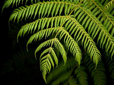 Fern Fronds Soft Morning Light On A Tree Fern In Our Garde Sid